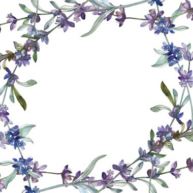 Mor lavanta botanik çiçek. Vahşi bahar yaprak izole kır çiçeği. Suluboya arka plan illüstrasyon küme. Suluboya çizim moda aquarelle izole. Çerçeve kenarlığı süsleme Meydanı.