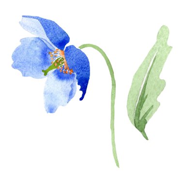 Mavi Haşhaş çiçek botanik çiçekler. Vahşi bahar yaprak izole kır çiçeği. Suluboya arka plan illüstrasyon küme. Suluboya çizim moda aquarelle. İzole haşhaş illüstrasyon öğesi.