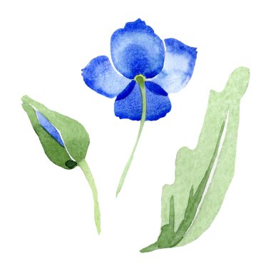Mavi Haşhaş çiçek botanik çiçekler. Vahşi bahar yaprak izole kır çiçeği. Suluboya arka plan illüstrasyon küme. Suluboya çizim moda aquarelle. İzole haşhaş illüstrasyon öğesi.