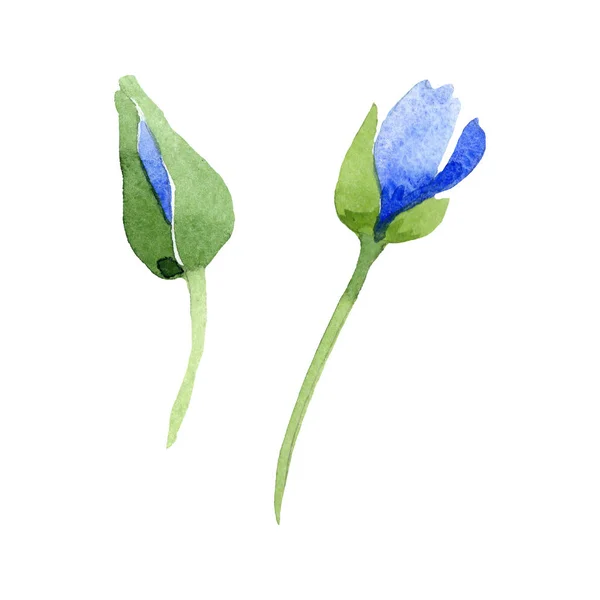 Niebieski Mak Kwiatowy Kwiaty Botanicznych Wiosna Dzikiego Wildflower Liść Białym — Zdjęcie stockowe