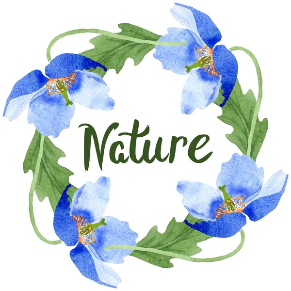 Blauer Klatschmohn Mit Botanischen Blüten Wildes Frühlingsblatt Wildblume Isoliert Aquarell — Stockfoto