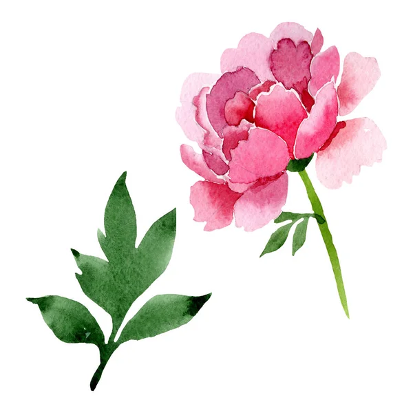 ピンクの牡丹の花植物花 野生春葉のワイルドフラワーが分離されました 水彩画背景イラスト セット 水彩描画ファッション Aquarelle 隔離された牡丹の図要素 — ストック写真