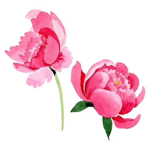 Fiori Botanici Floreali Peonia Rosa Fiore Selvatico Primaverile Isolato Acquerello — Foto Stock