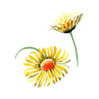 Sarı papatya botanik çiçek. Vahşi bahar yaprak izole kır çiçeği. Suluboya arka plan illüstrasyon küme. Suluboya çizim moda aquarelle. İzole daisybushes illüstrasyon öğesi.