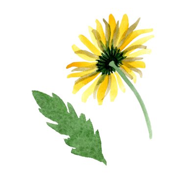 Sarı papatya botanik çiçek. Vahşi bahar yaprak izole kır çiçeği. Suluboya arka plan illüstrasyon küme. Suluboya çizim moda aquarelle. İzole daisybushes illüstrasyon öğesi.