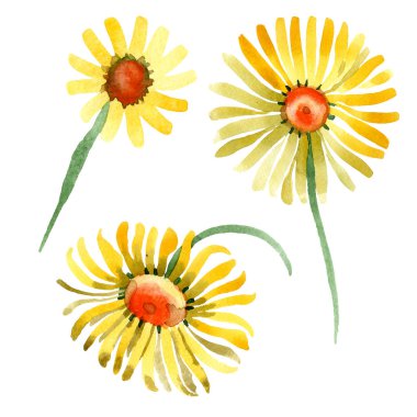 Sarı papatya botanik çiçek. Vahşi bahar yaprak izole kır çiçeği. Suluboya arka plan illüstrasyon küme. Suluboya çizim moda aquarelle. İzole daisybushes illüstrasyon öğesi.