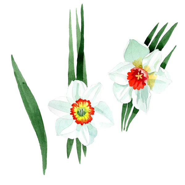 Flor Botânica Floral Narciso Branco Folha Selvagem Primavera Wildflower Isolado — Fotografia de Stock