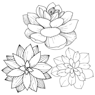 Vektör Succulents botanik çiçek. Vahşi bahar yaprak izole kır çiçeği. Siyah ve beyaz mürekkep sanat kazınmış. İzole succulents illüstrasyon öğesi.
