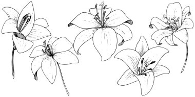 Vektör Lily botanik çiçek. Vahşi bahar yaprak kır çiçeği. Siyah ve beyaz mürekkep sanat beyaz zemin üzerine kazınmış. İzole lilyum illüstrasyon öğesi.