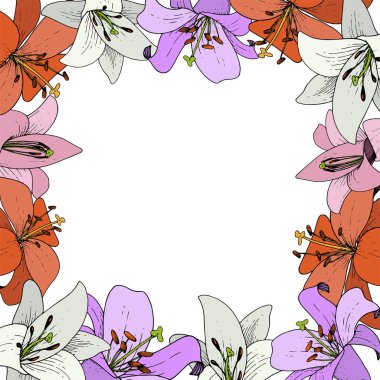 Vektör Lily botanik çiçek. Vahşi bahar yaprak izole kır çiçeği. Siyah ve beyaz mürekkep sanat beyaz zemin üzerine kazınmış. Çerçeve kenarlığı süsleme Meydanı.