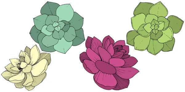 Vecteur Succulents Floraux Fleur Botanique Feuille Sauvage Printemps Fleur Sauvage — Image vectorielle
