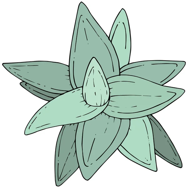 Vektor Sukulenty Zelené Květinové Botanické Květina Divoký Jarní Listové Wildflower — Stockový vektor