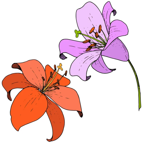 Vector Vector Vermelho Violeta Lily Floral Flor Botânica Folha Selvagem — Vetor de Stock