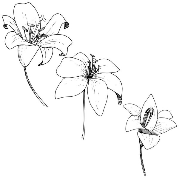 Векторный цветочный ботанический цветок Лили. Дикий весенний цветок. Черно-белый рисунок чернил на белом фоне. Изолированный элемент иллюстрации лилия
.