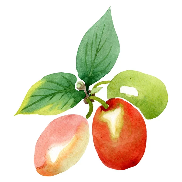 Zweig Mit Maisbeeren Grünes Blatt Aquarell Hintergrundillustration Set Pflanze Botanischen — Stockfoto