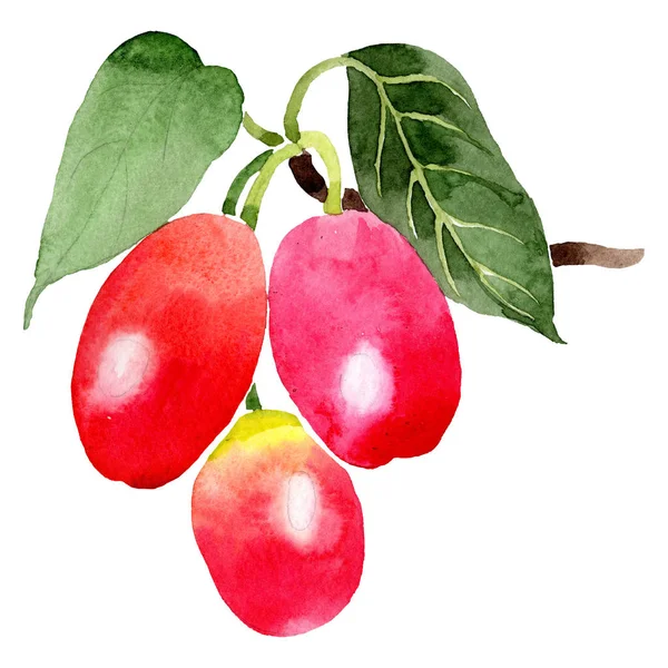 Zweig Mit Maisbeeren Grünes Blatt Aquarell Hintergrundillustration Set Pflanze Botanischen — Stockfoto