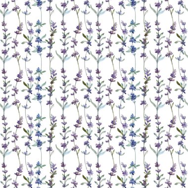 Mor lavanta botanik çiçek. Suluboya arka plan illüstrasyon küme. Sorunsuz arka plan deseni.