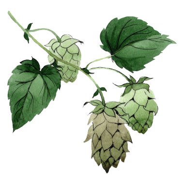 Yeşil Şerbetçi otu. Suluboya arka plan illüstrasyon küme. İzole atlama illüstrasyon öğesi.