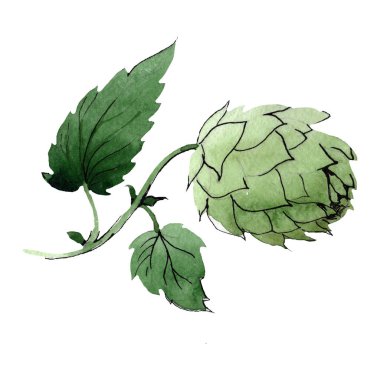 Yeşil Şerbetçi otu. Suluboya arka plan illüstrasyon küme. İzole atlama illüstrasyon öğesi.