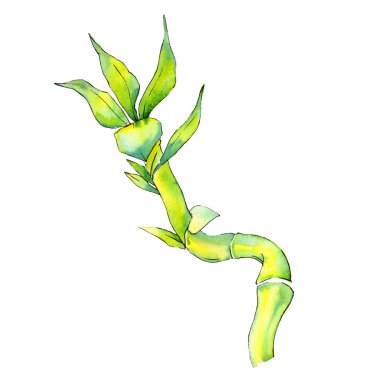 Bambu yeşil yaprakları ve Buhar. Suluboya arka plan illüstrasyon küme. İzole bambu illüstrasyon öğesi.