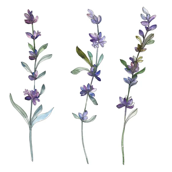 Paarse lavendel bloemen botanische bloem. Aquarel achtergrond afbeelding instellen. Geïsoleerde lavendel afbeelding element. — Stockfoto