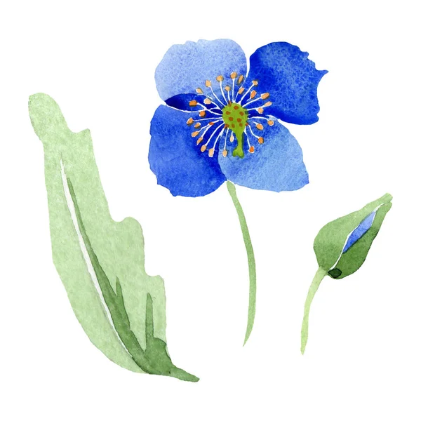 Fiori botanici floreali di papavero blu. Acquerello sfondo illustrazione set. Elemento di illustrazione papaveri isolati . — Foto Stock