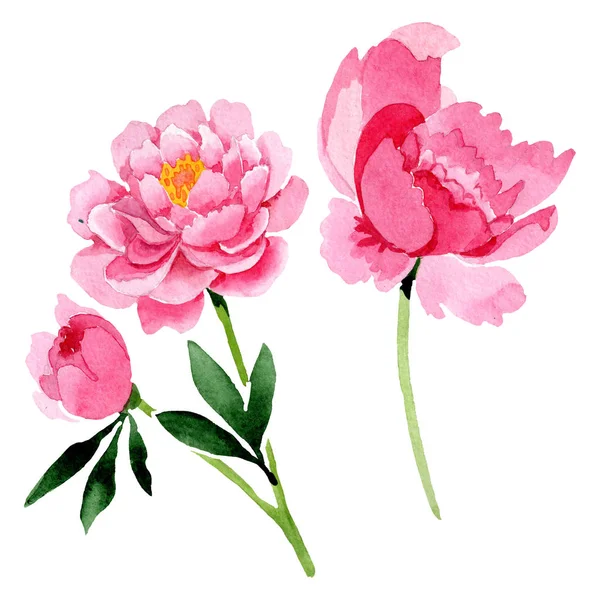 Roze pioen floral botanische bloemen. Aquarel achtergrond afbeelding instellen. Geïsoleerde pioenrozen afbeelding element. — Stockfoto