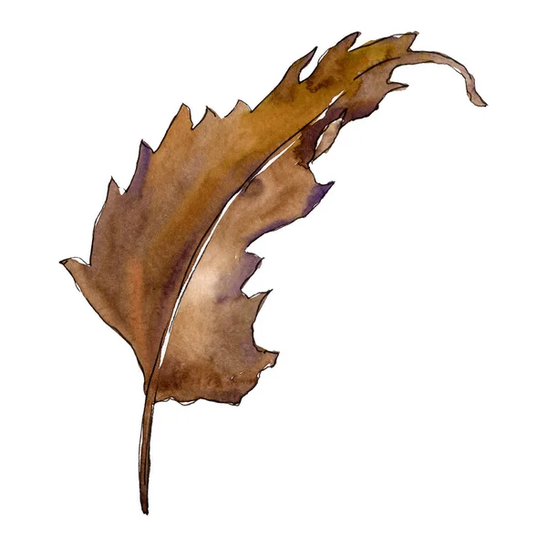 Chesthut brązowy liść. Zestaw ilustracji tle akwarela... Element ilustracja liść na białym tle. — Zdjęcie stockowe