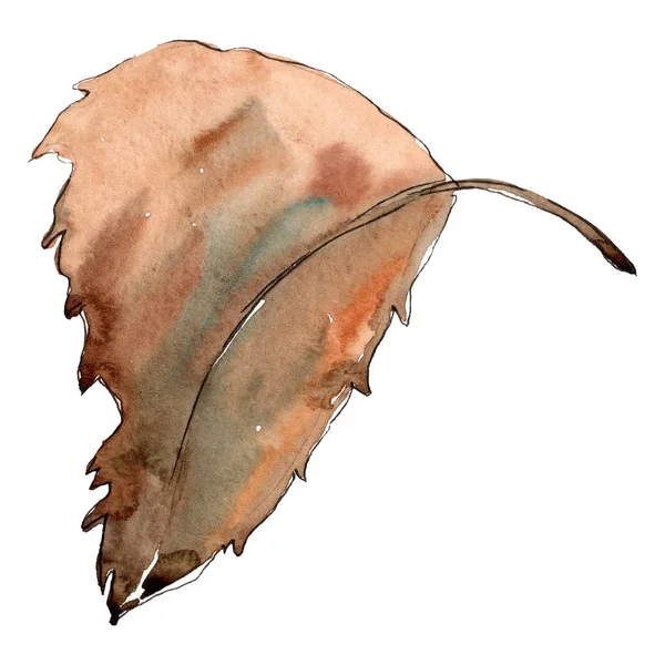 Chesthut brązowy liść. Zestaw ilustracji tle akwarela... Element ilustracja liść na białym tle. — Zdjęcie stockowe