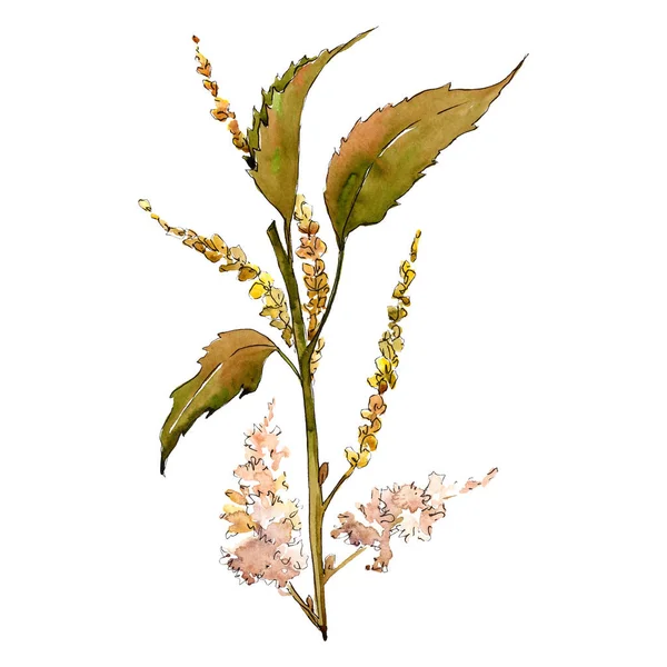 브라운 chesthut의 잎 수채화 배경 그림 설정... 격리 된 잎 그림 요소. — 스톡 사진
