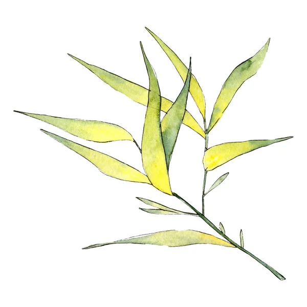 Bamboo Green leaves. Watercolor background illustration set. Isolated bamboo illustration element.