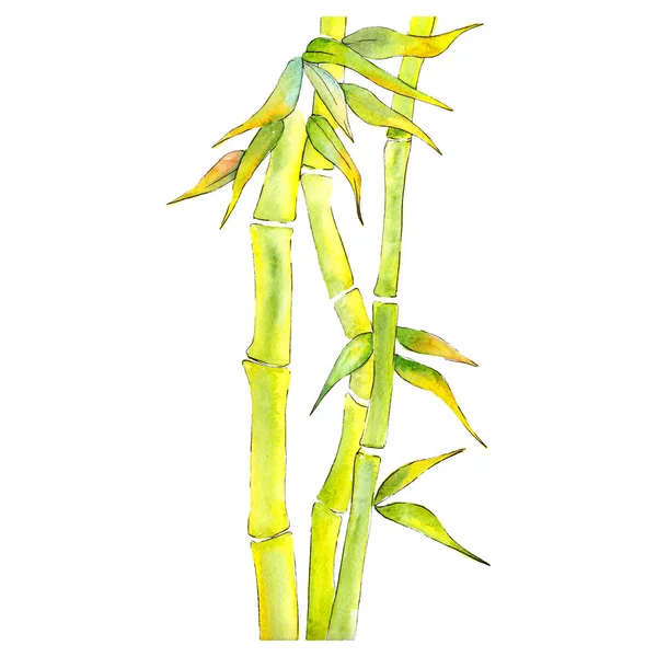 Bambú Hojas verdes y vapor. Conjunto de ilustración de fondo acuarela. Elemento de ilustración de bambú aislado . — Foto de Stock