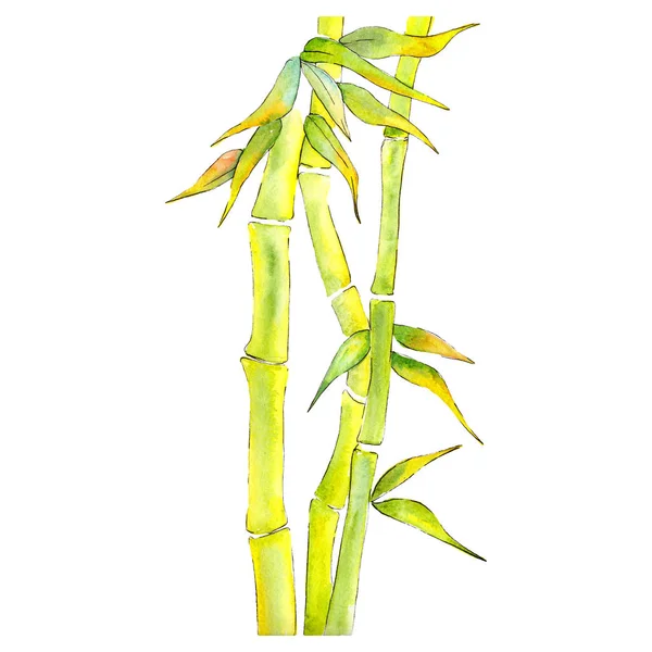 Bamboo Green leaves and steam. Watercolor background illustration set. Isolated bamboo illustration element.