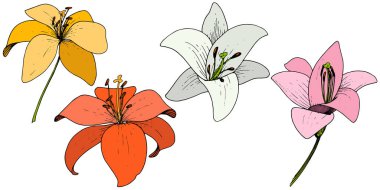 Vektör Lily botanik çiçek. Vahşi bahar yaprak kır çiçeği. Beyaz arka plan üzerinde oyulmuş mürekkep sanat. İzole lilyum illüstrasyon öğesi.