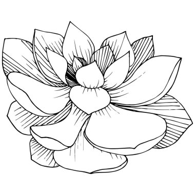 Vektör Succulents botanik çiçek. Vahşi bahar yaprak izole kır çiçeği. Siyah ve beyaz mürekkep sanat kazınmış. İzole succulents illüstrasyon öğesi.