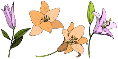 Pembe ve turuncu lily botanik çiçek vektör. Vahşi bahar yaprak izole kır çiçeği. Oyulmuş mürekkep sanat. İzole lilyum beyaz arka plan illüstrasyon öğesinde.