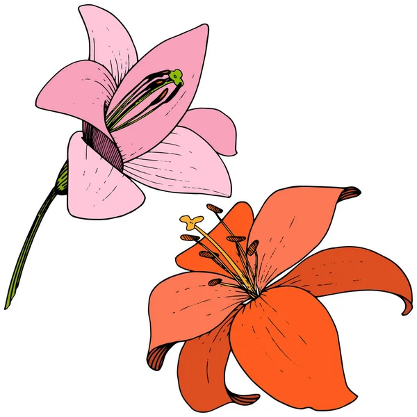 Vector Vector Rojo y rosa Lily flor botánica floral. Arte de tinta grabada. Elemento de ilustración de lilium aislado . — Vector de stock