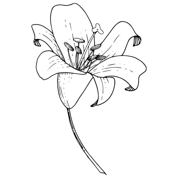Vector Lily Flor Botânica Floral Folha Selvagem Primavera Wildflower Tinta —  Vetores de Stock