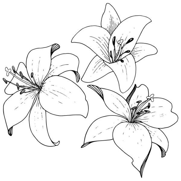 Διάνυσμα Floral Βοτανικό Λουλούδι Κρίνων Άγρια Άνοιξη Φύλλων Wildflower Μαύρο — Διανυσματικό Αρχείο