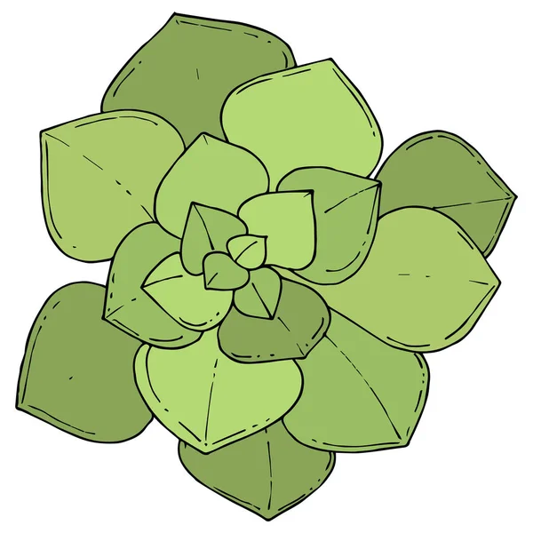 Vektor Sukulenty Zelené Květinové Botanické Květina Divoký Jarní Listové Wildflower — Stockový vektor