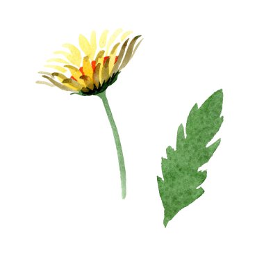 Sarı papatya botanik çiçek. Suluboya arka plan illüstrasyon küme. İzole daisybushes illüstrasyon öğesi.