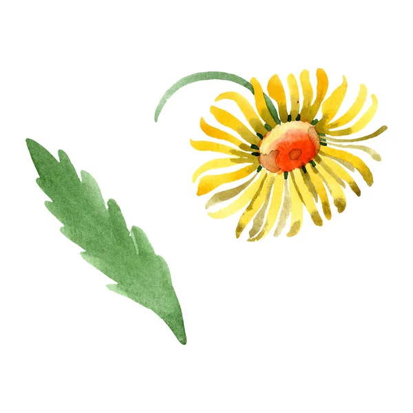 Żółty stokrotka kwiat kwiatowy botanicznych. Zestaw ilustracji tle akwarela. Element ilustracja na białym tle daisybushes. — Zdjęcie stockowe