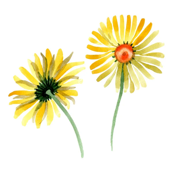 Žluté sedmikrásky květinové botanické květin. Sada akvarel pozadí obrázku. Izolované daisybushes ilustrace prvek. — Stock fotografie