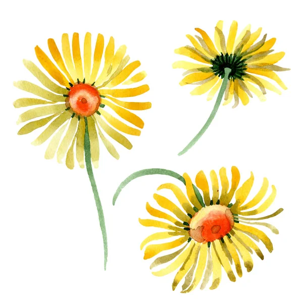 Gelbes Gänseblümchen blühende botanische Blume. Aquarell Hintergrundillustration Set. isolierte Gänseblümchen Illustrationselement. — Stockfoto