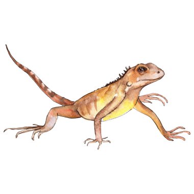 Exoticanimal vahşi hayvan suluboya tarzında. Arka plan illüstrasyon ayarlayın. İzole reptilia illüstrasyon öğesi.