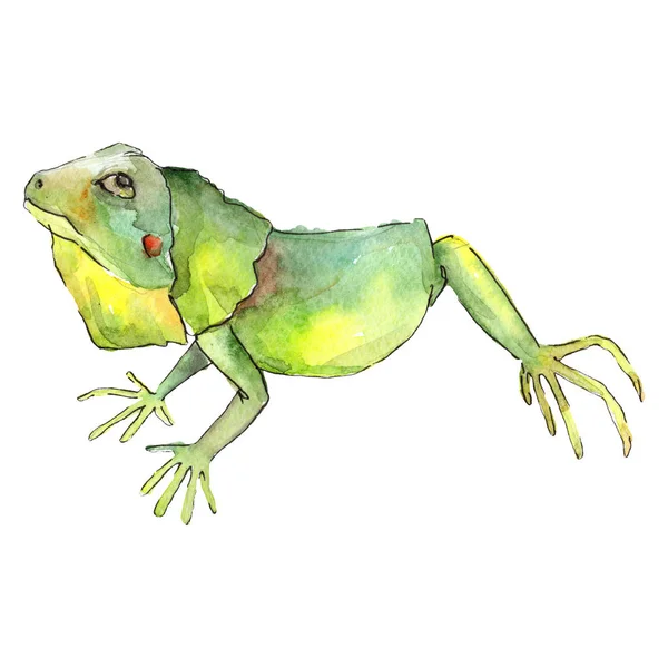 Exoticanimal animal selvagem em um estilo aquarela. Conjunto de ilustrações de fundo. Elemento de ilustração dos répteis isolados . — Fotografia de Stock