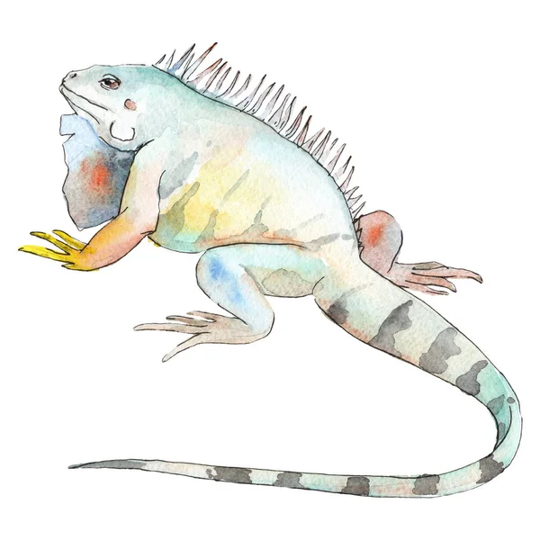 Animaux sauvages exotiques dans un style aquarelle. Jeu d'illustration de fond. Elément d'illustration reptilia isolé . — Photo