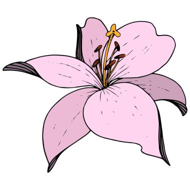 Vektör pembe Lily botanik çiçek. Beyaz arka plan üzerinde oyulmuş mürekkep sanat. İzole lilyum illüstrasyon öğesi.