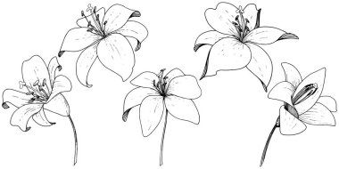 Vektör Lily botanik çiçek. Beyaz arka plan üzerinde oyulmuş mürekkep sanat. İzole lilyum illüstrasyon öğesi.