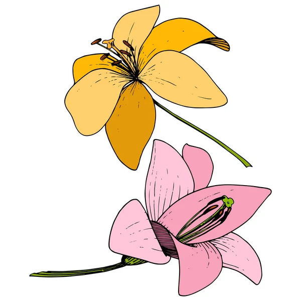 Vector geel en roze Lily botanische bloem. Gegraveerde inkt art. Geïsoleerde lilium afbeelding element. — Stockvector